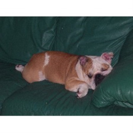 English Bulldog breeder in Miami Beach Florida