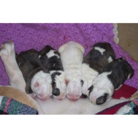 British Bulldog, Bulldog in Florida