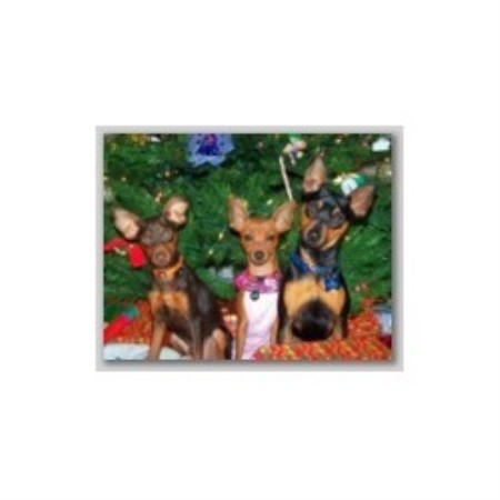 Miniature Pinscher Breeder in Austin, Texas