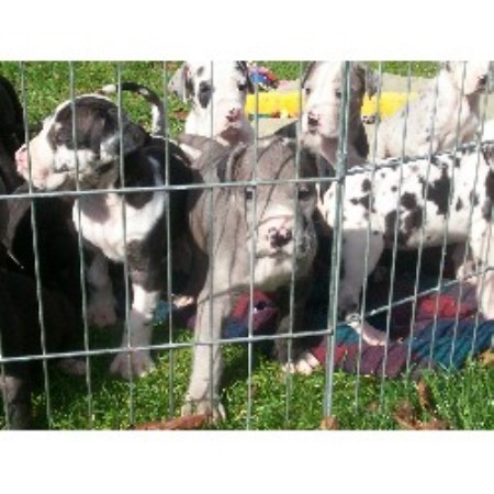 Great Dane in Massachusetts picture 2