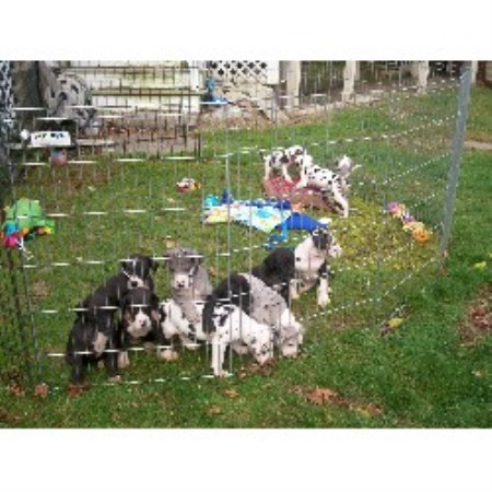 Great Dane Breeder in Acushnet, Massachusetts