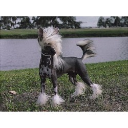 Chinese Crested Stud in Los Angeles, California