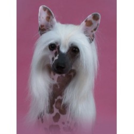 Chinese Crested Breeder in Okeechobee, Florida