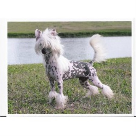Chinese Crested breeder in Okeechobee Florida