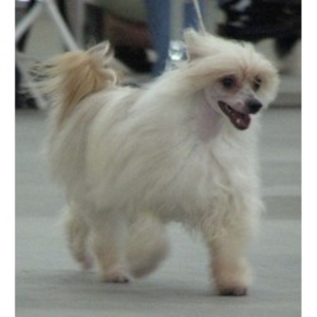 Chinese Crested in Florida