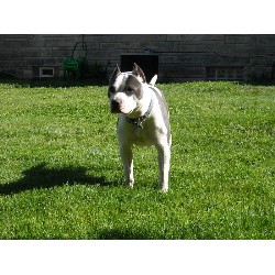 American Pit Bull Terrier breeder in Beech Grove Indiana