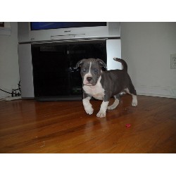 APBT breeder in Indiana picture 2