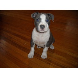 APBT in Indiana picture 2