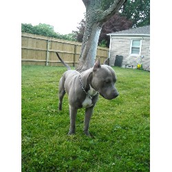American Pit Bull Terrier Breeder in Beech Grove, Indiana