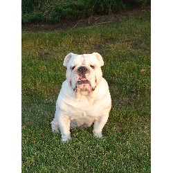 English Bulldog Stud in Macon, Georgia