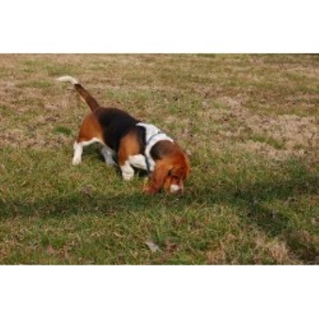 Basset Hound Breeder in Woodville, Alabama
