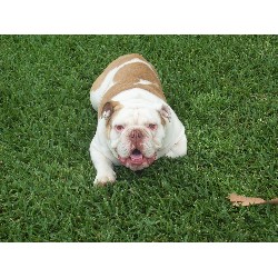 English Bulldog Stud in Amarillo, Texas