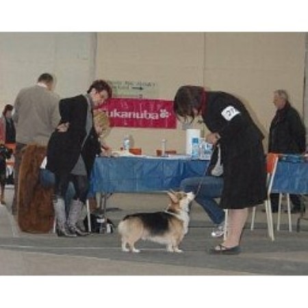 Pembroke Welsh Corgi in Nova Scotia