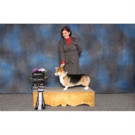 Pembroke Welsh Corgi breeder in Hebbs Cross Nova Scotia