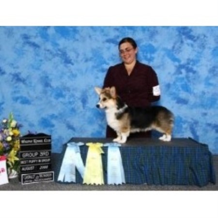 Pembroke Welsh Corgi Breeder in Hebbs Cross, Nova Scotia