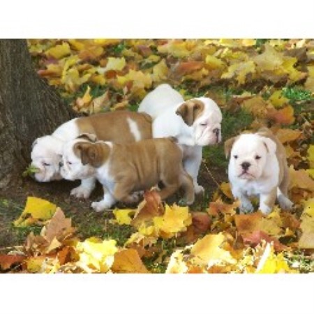 English Bulldog Breeder in Unionville, Missouri