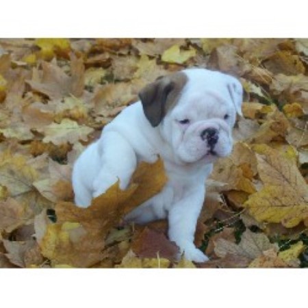British Bulldog, Bulldog in Missouri picture 2