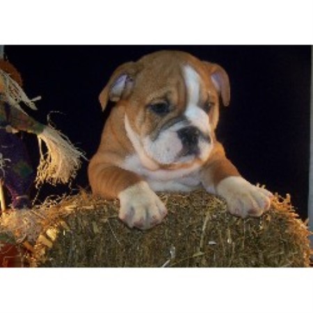 British Bulldog, Bulldog breeder in Missouri picture 2