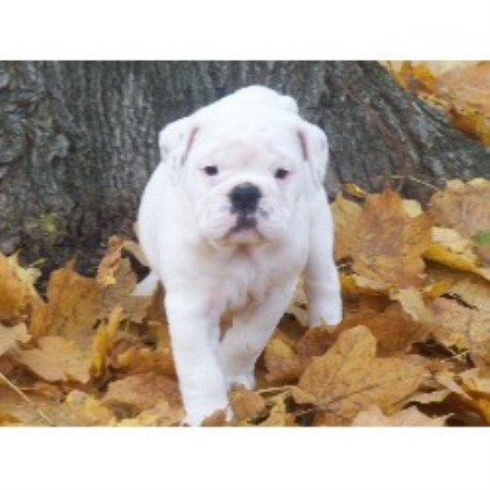 British Bulldog, Bulldog in Missouri
