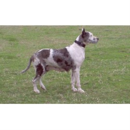 Great Dane breeder in Bennington Oklahoma
