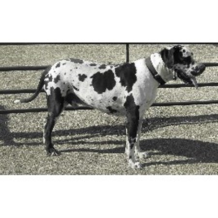 Great Dane Breeder in Bennington, Oklahoma