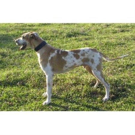 Great Dane breeder in Oklahoma picture 2