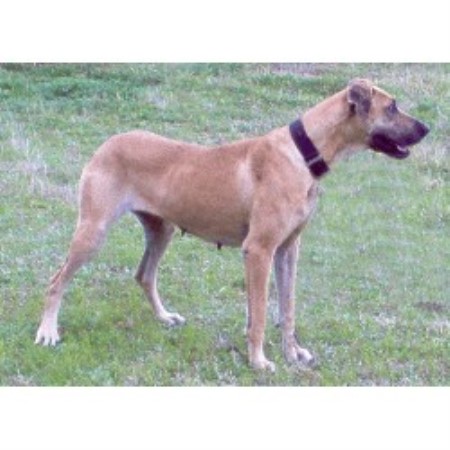Great Dane in Oklahoma