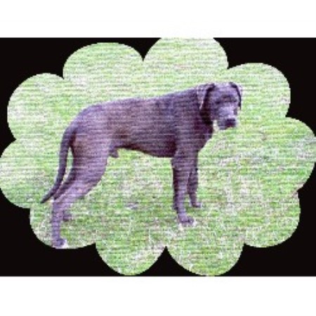 Great Dane in Oklahoma picture 2