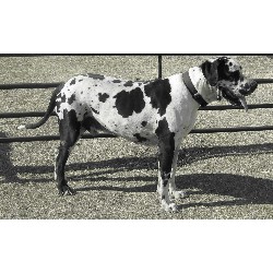Great Dane Stud in Bennington, Oklahoma