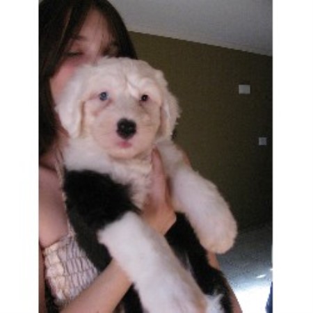 Old English Sheepdog Breeder in Flower Mound, Texas
