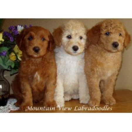 Labradoodle in Oregon