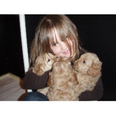 Labradoodle in Oregon picture 2