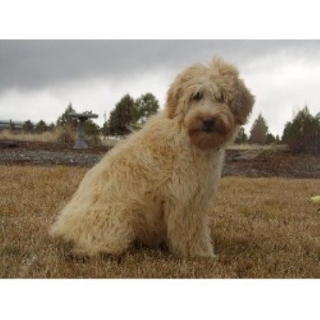 Labradoodle breeder in Oregon picture 2