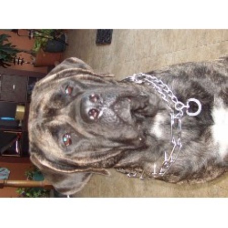Mastiff in Tennessee