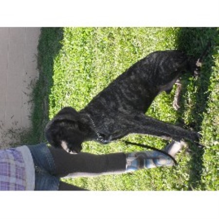 Mastiff breeder in Lebanon Tennessee