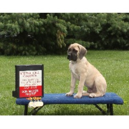 Mastiff breeder in Tennessee picture 2
