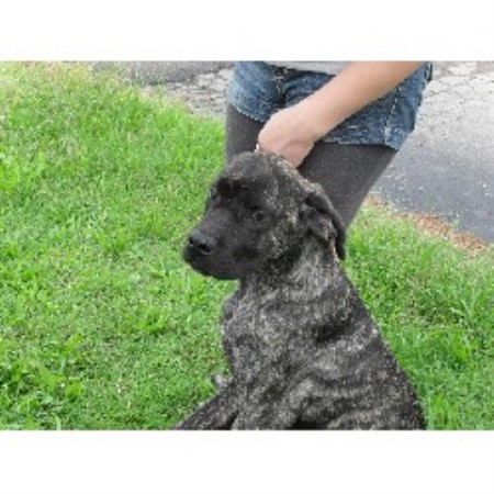 Mastiff Breeder in Lebanon, Tennessee
