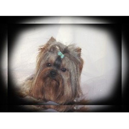 Yorkshire Terrier Breeder in Princeton , West Virginia