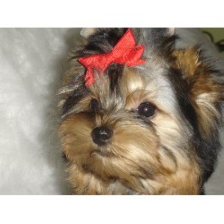 Yorkie in West Virginia