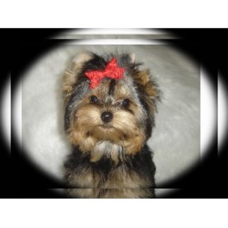 Yorkie breeder in West Virginia picture 2