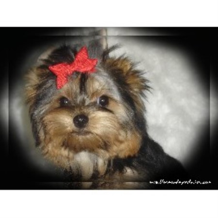 Yorkie in West Virginia picture 2