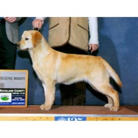 Labrador Retriever Breeder in Greentown, Pennsylvania