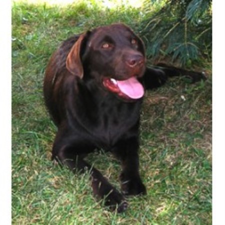 Lab breeder in Montrose, Pennsylvania