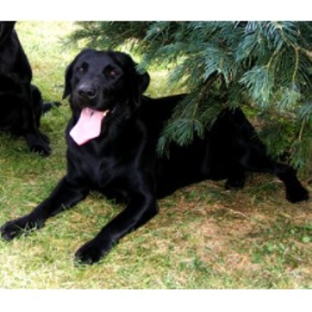 Labrador Retriever breeder in Montrose