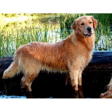 golden retriever puppy rescue pa golden retriever breeders in pennsylvania freedoglistings golden retriever puppy rescue pa golden retriever breeders in pennsylvania freedoglistings