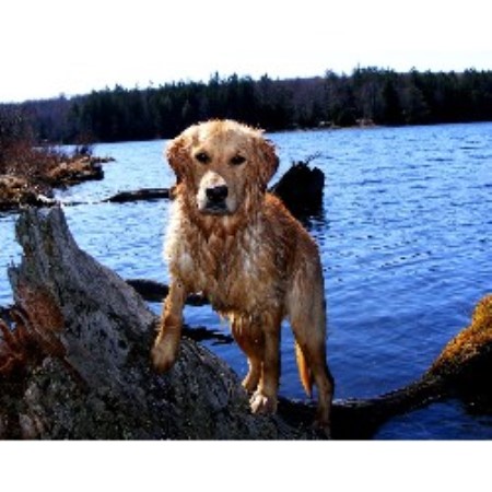 Golden Retriever breeder in Montrose