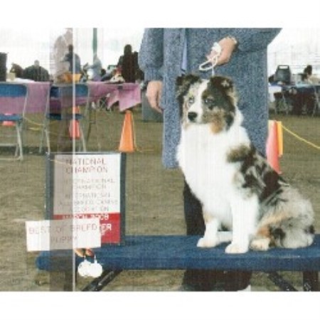 Australian Shepherd Dog breeder in South Carolina