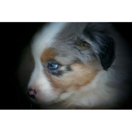 australian shepherd puppies sc pines australian shepherd breeder in westminster south carolina australian shepherd puppies sc pines australian shepherd breeder in westminster south carolina