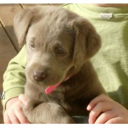 Labrador Puppies For Sale: Labrador Puppies For Sale ...
