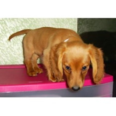 Dachshund breeder in Pen Argyl Pennsylvania